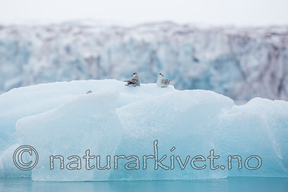 KA_140610_2040 / Fulmarus glacialis / Havhest