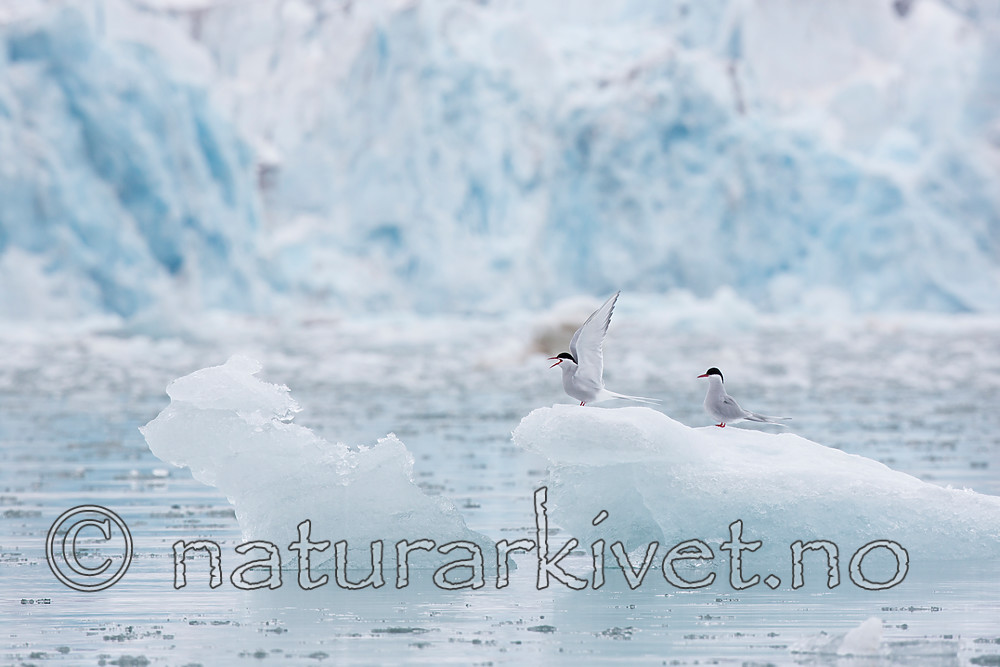 KA_140610_2062 / Sterna paradisaea / Rødnebbterne