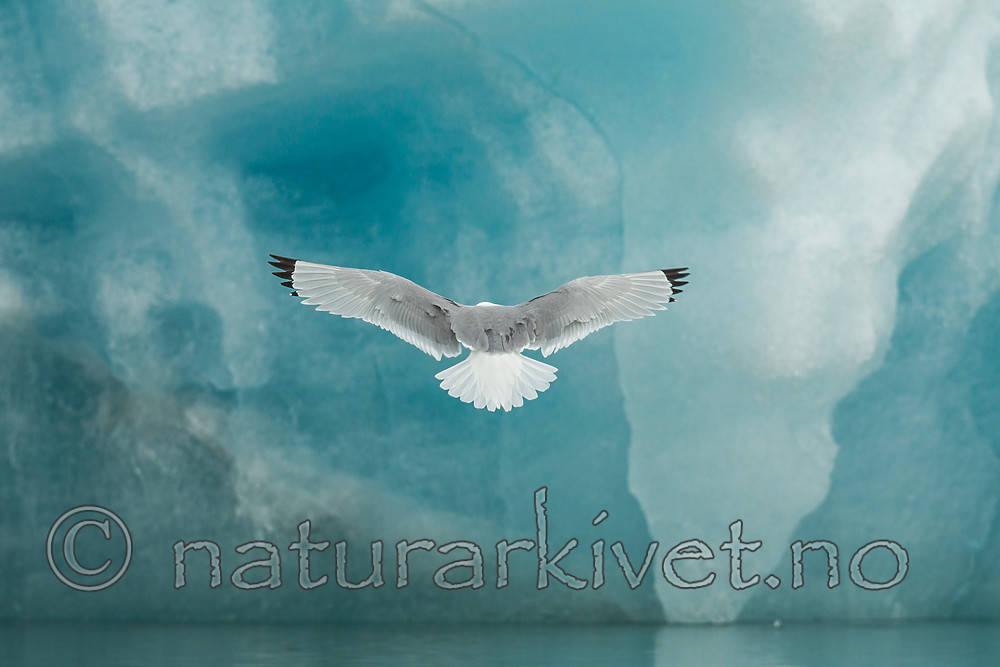 KA_140610_2092 / Rissa tridactyla / Krykkje