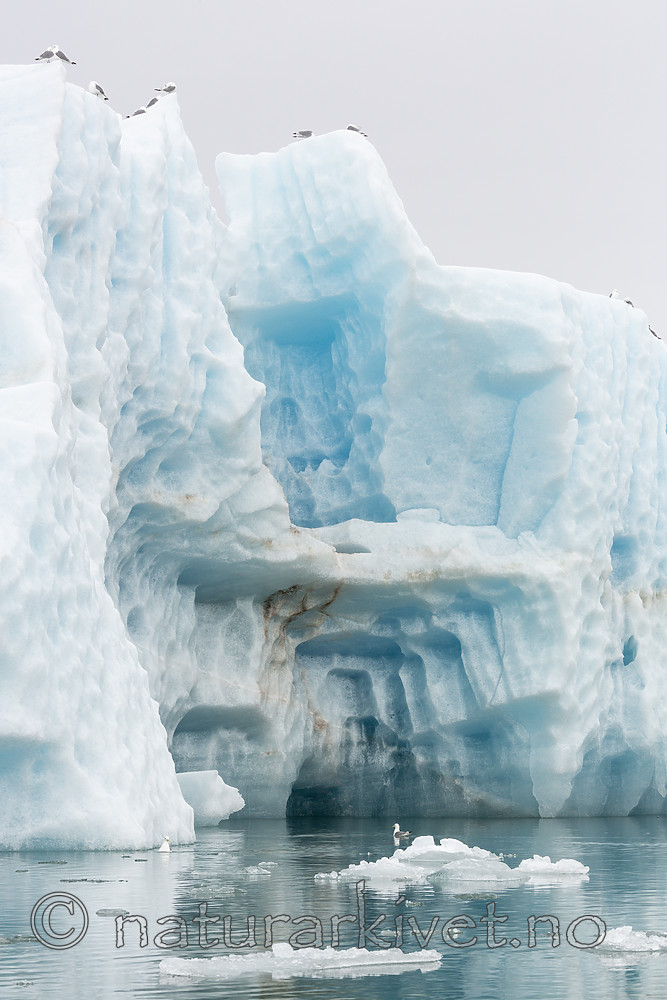 KA_140610_2094 / Rissa tridactyla / Krykkje