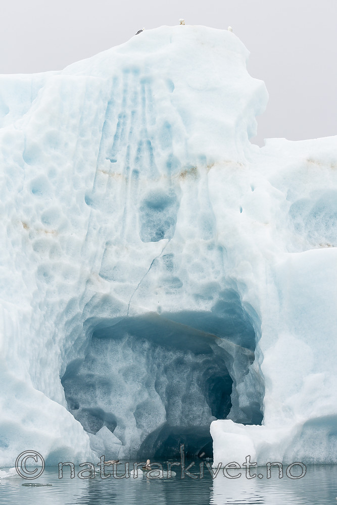 KA_140610_2095 / Rissa tridactyla / Krykkje