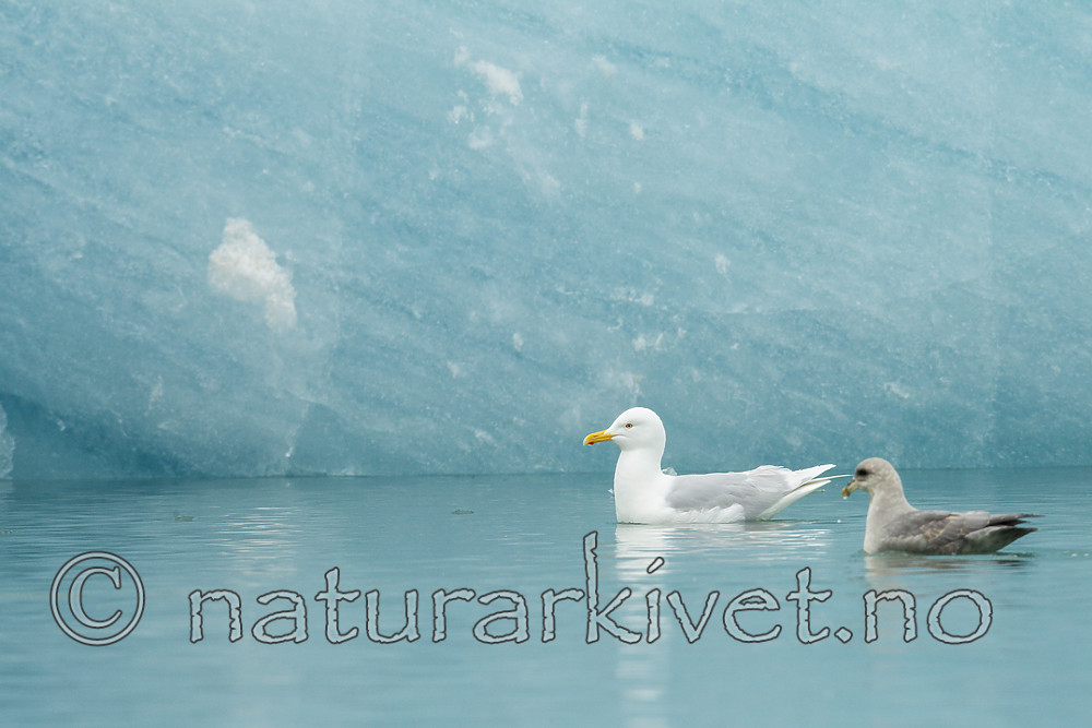 KA_140610_2105 / Fulmarus glacialis / Havhest <br /> Larus glaucoides / Grønlandsmåke