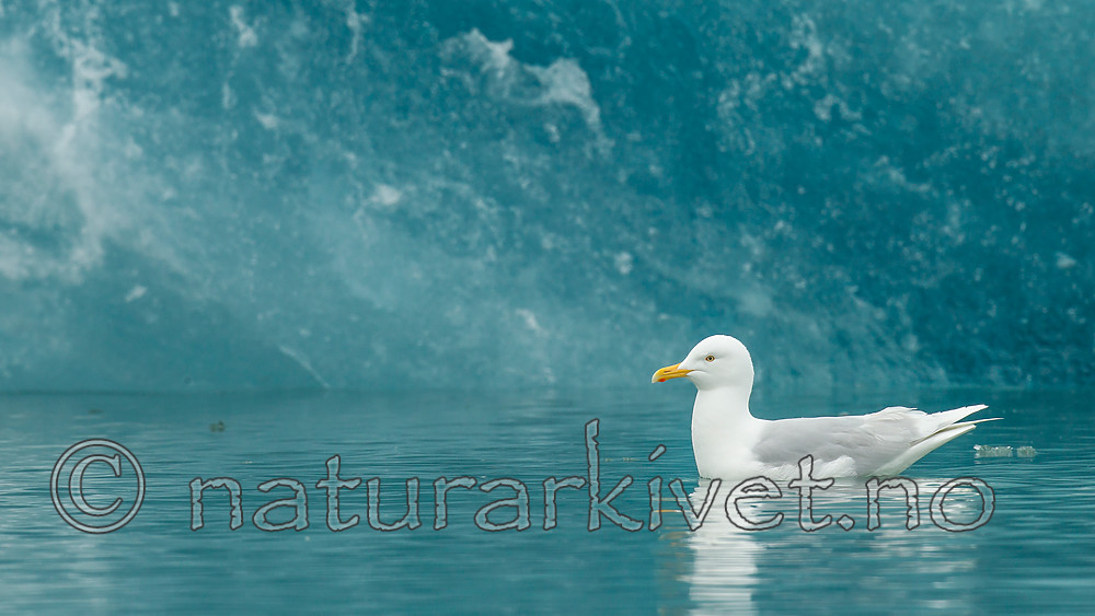 KA_140610_2107 / Larus glaucoides / Grønlandsmåke