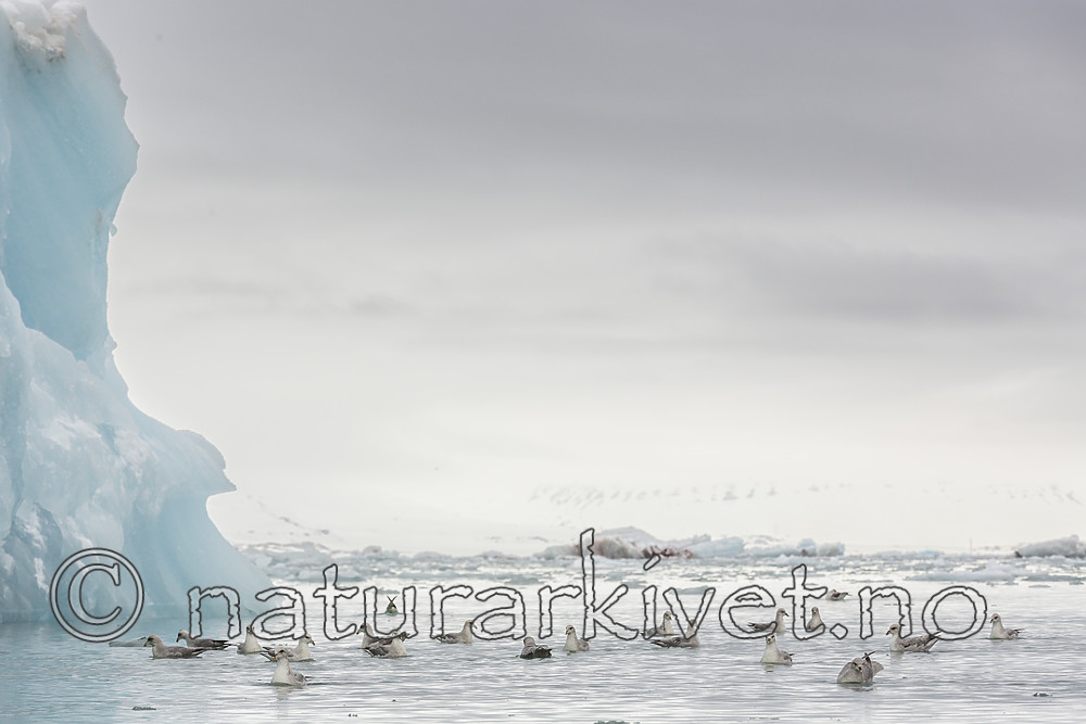KA_140610_2127 / Fulmarus glacialis / Havhest