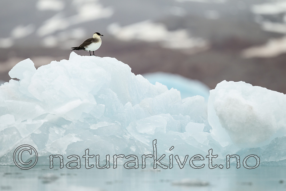 KA_140610_2132 / Stercorarius parasiticus / Tyvjo