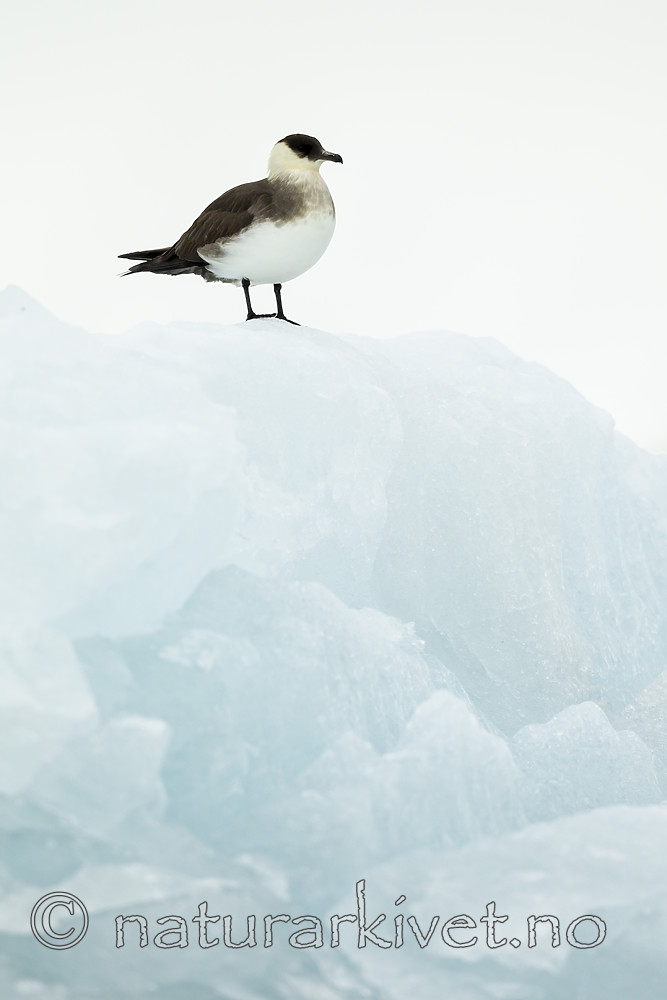 KA_140610_2134 / Stercorarius parasiticus / Tyvjo