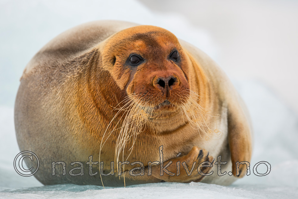 KA_140610_2186 / Erignathus barbatus / Storkobbe