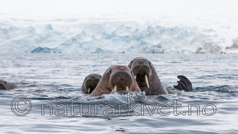 KA_140610_2236 / Odobenus rosmarus / Hvalross