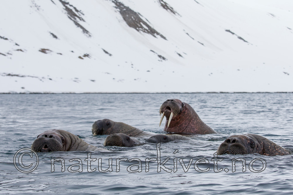 KA_140610_2240 / Odobenus rosmarus / Hvalross