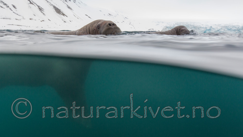 KA_140610_2251 / Odobenus rosmarus / Hvalross