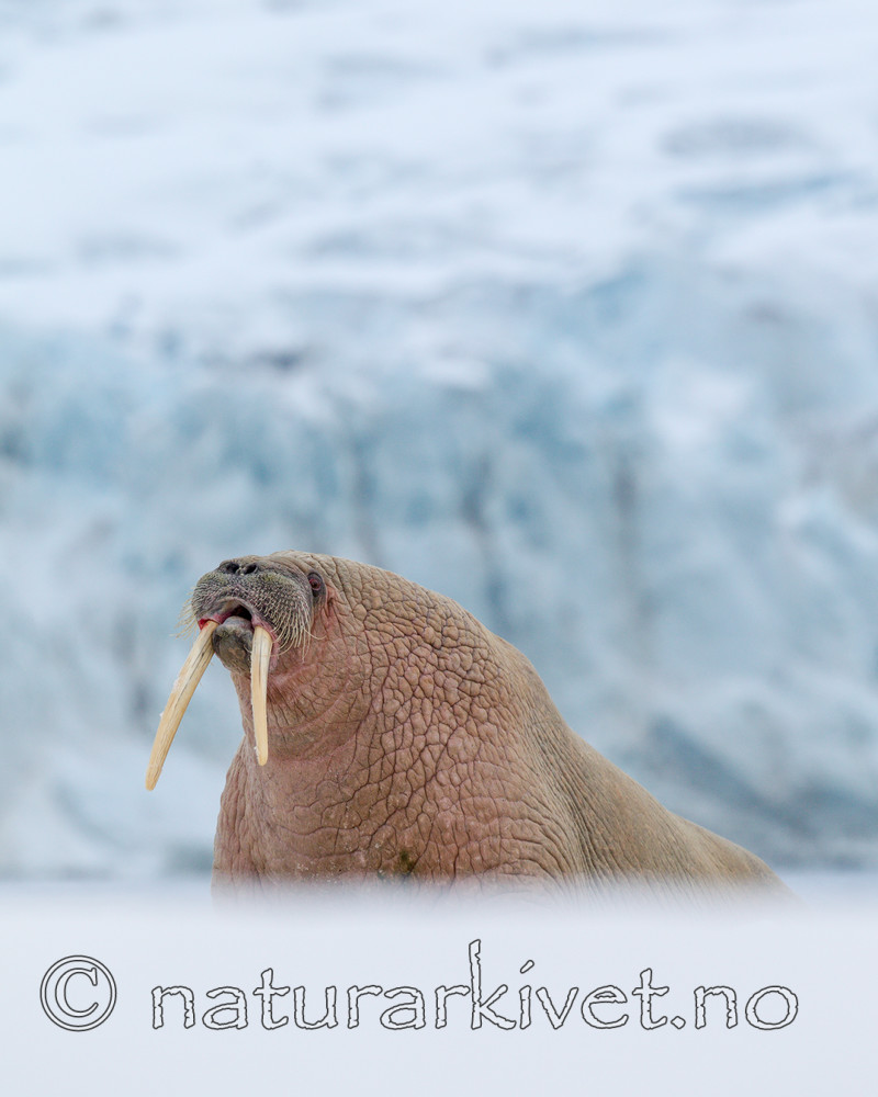 KA_140611_3054 / Odobenus rosmarus / Hvalross