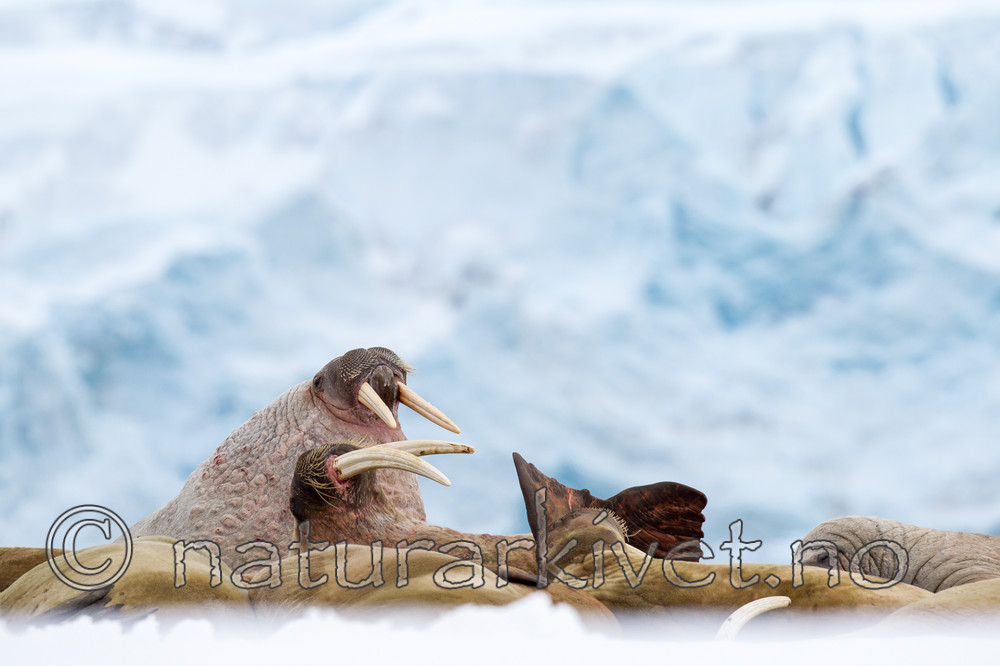 KA_140611_3056 / Odobenus rosmarus / Hvalross