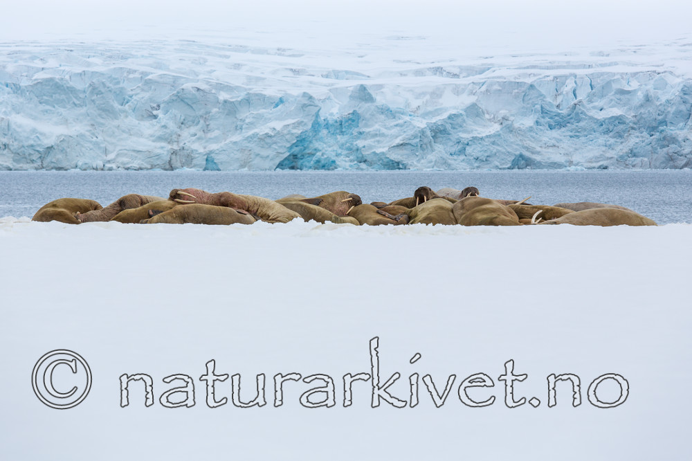 KA_140611_3061 / Odobenus rosmarus / Hvalross