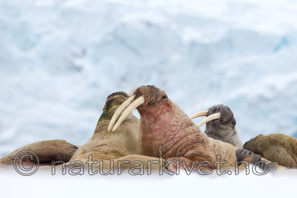 KA_140611_3070 / Odobenus rosmarus / Hvalross