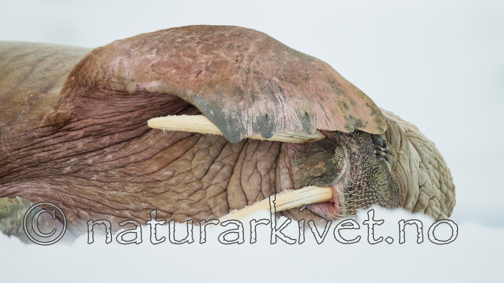 KA_140611_3117 / Odobenus rosmarus / Hvalross