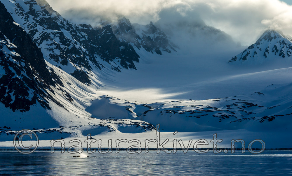 KA_140611_3236 / Odobenus rosmarus / Hvalross