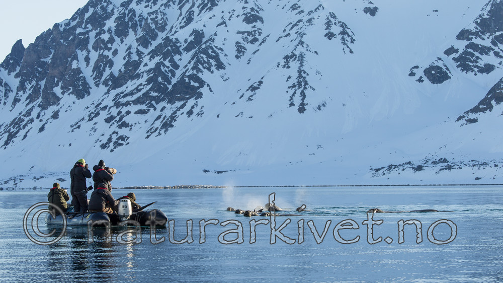 KA_140611_3253 / Odobenus rosmarus / Hvalross