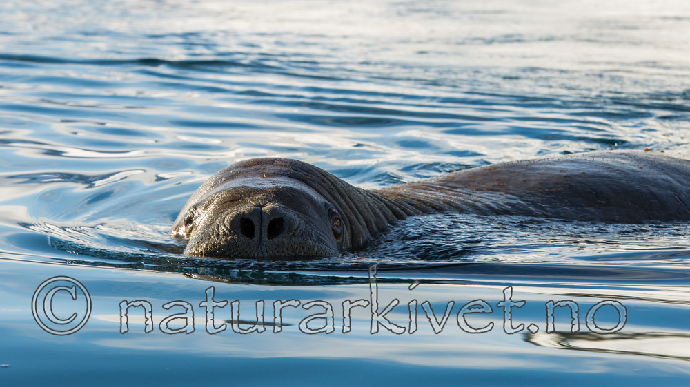 KA_140611_3261 / Odobenus rosmarus / Hvalross