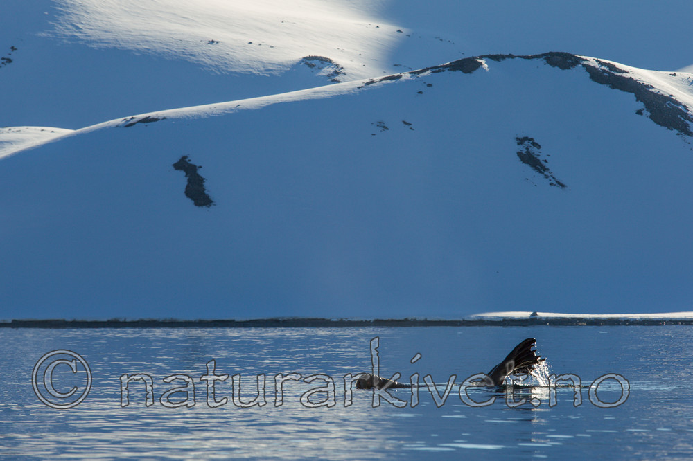 KA_140611_3283 / Odobenus rosmarus / Hvalross