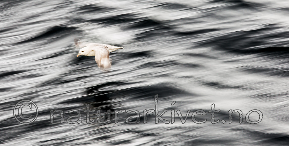 KA_140611_3301 / Fulmarus glacialis / Havhest
