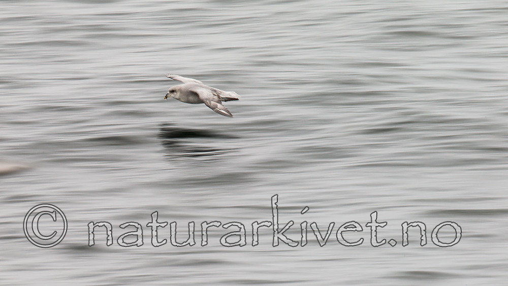 KA_140611_3324 / Fulmarus glacialis / Havhest