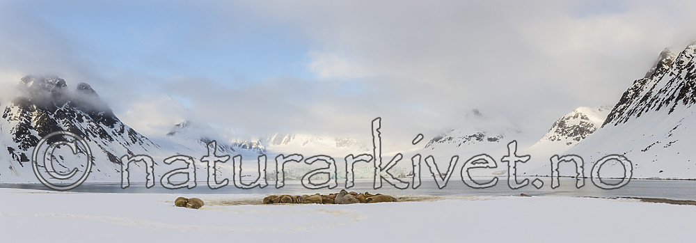 KA_140611_p3130-3140 / Odobenus rosmarus / Hvalross