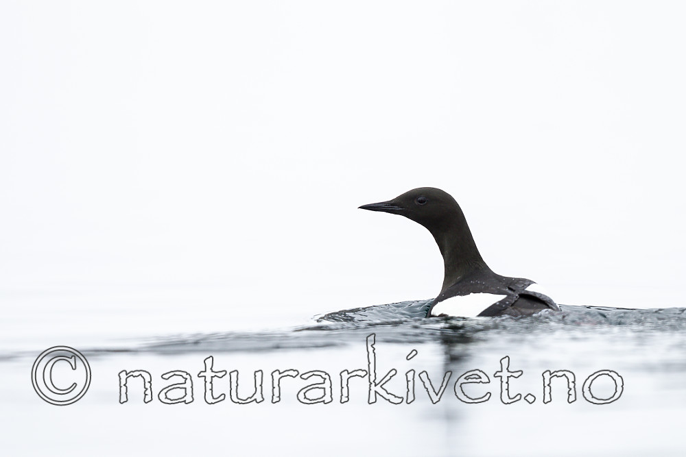 KA_140612_3714 / Cepphus grylle / Teist