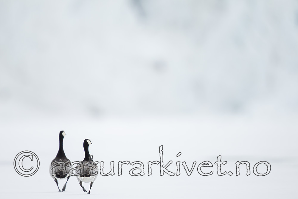 KA_140612_3730 / Branta leucopsis / Hvitkinngås