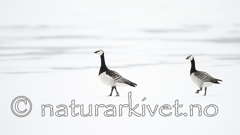 KA_140612_3734 / Branta leucopsis / Hvitkinngås