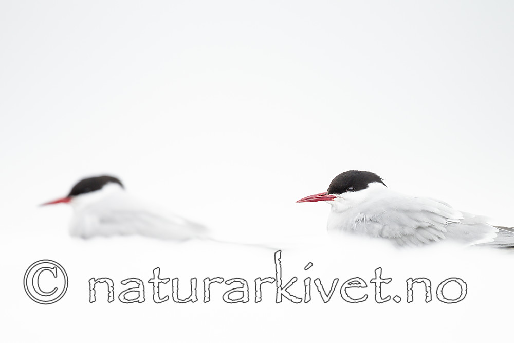 KA_140612_3739 / Sterna paradisaea / Rødnebbterne