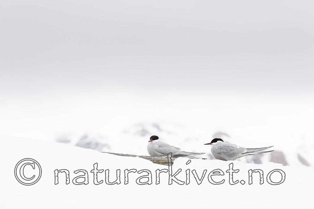 KA_140612_3741 / Sterna paradisaea / Rødnebbterne