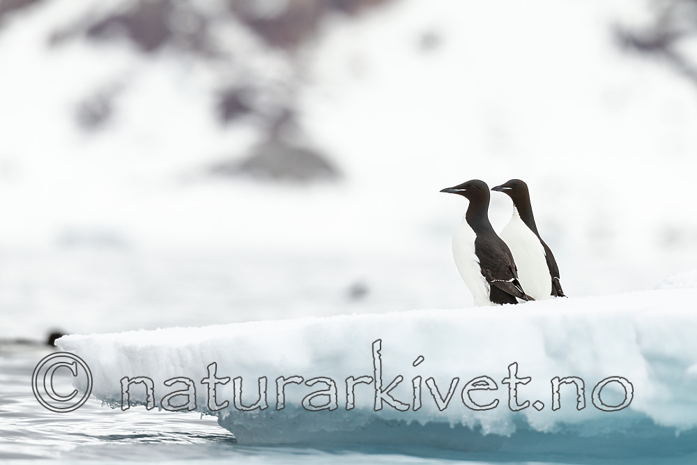 KA_140612_3766 / Uria lomvia / Polarlomvi