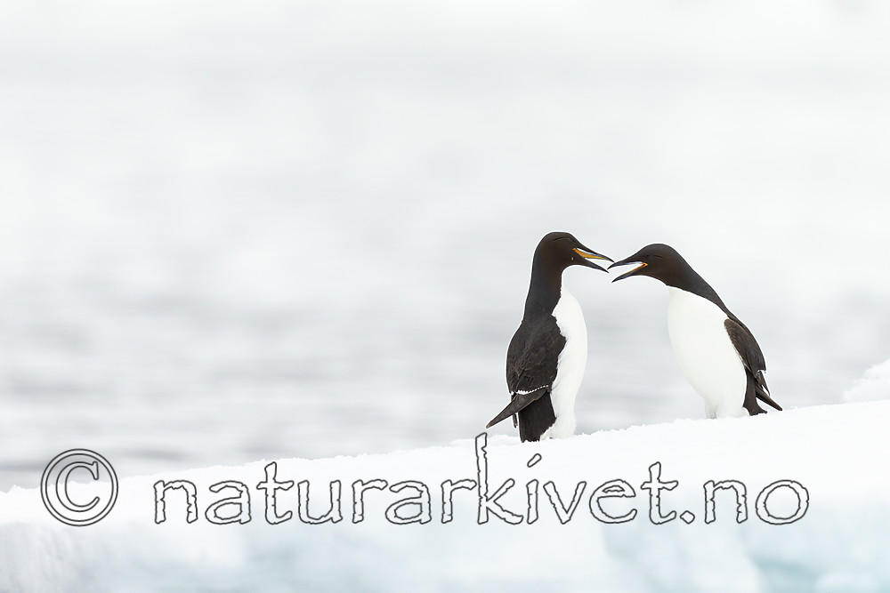 KA_140612_3768 / Uria lomvia / Polarlomvi
