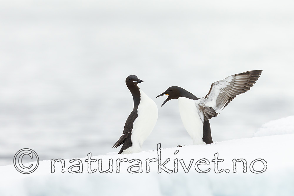 KA_140612_3770 / Uria lomvia / Polarlomvi