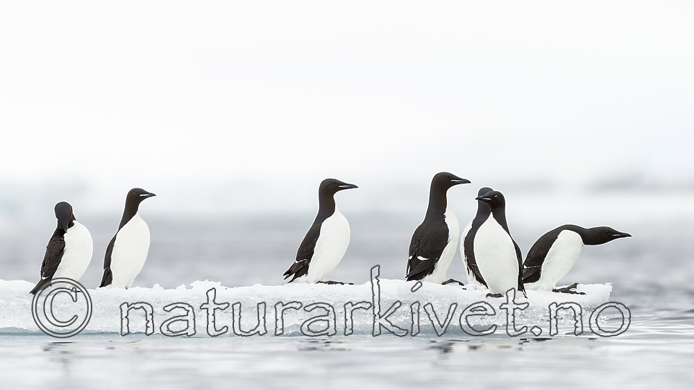KA_140612_3783 / Uria lomvia / Polarlomvi