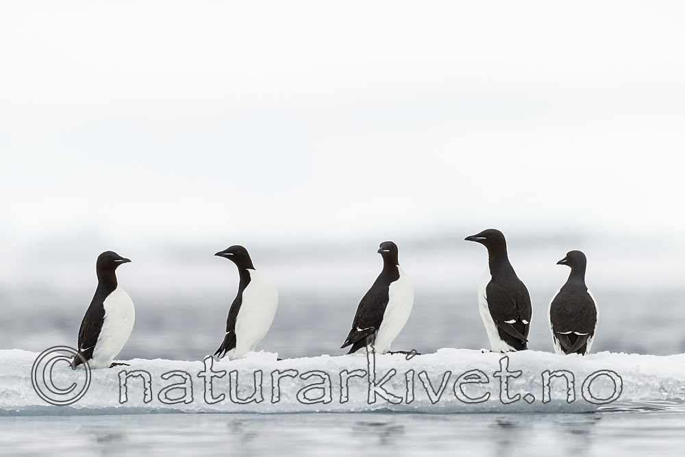KA_140612_3784 / Uria lomvia / Polarlomvi