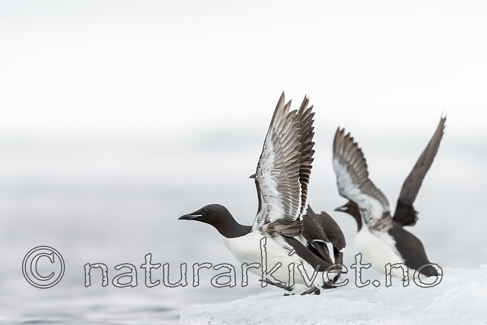 KA_140612_3789 / Uria lomvia / Polarlomvi