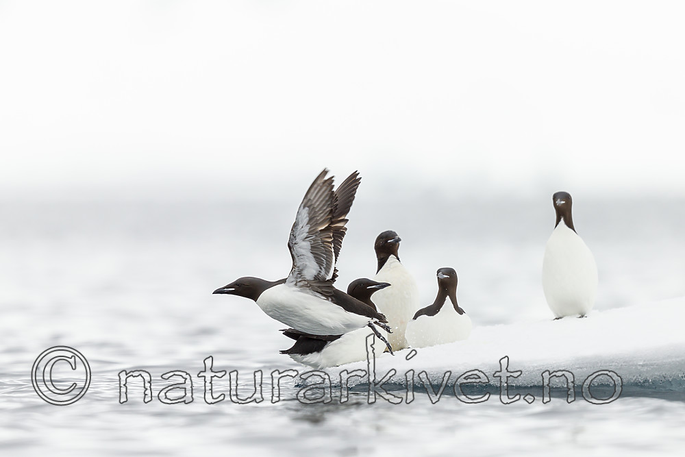 KA_140612_3790 / Uria lomvia / Polarlomvi