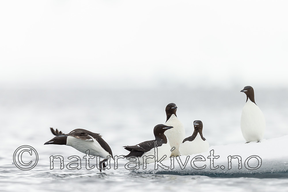 KA_140612_3791 / Uria lomvia / Polarlomvi