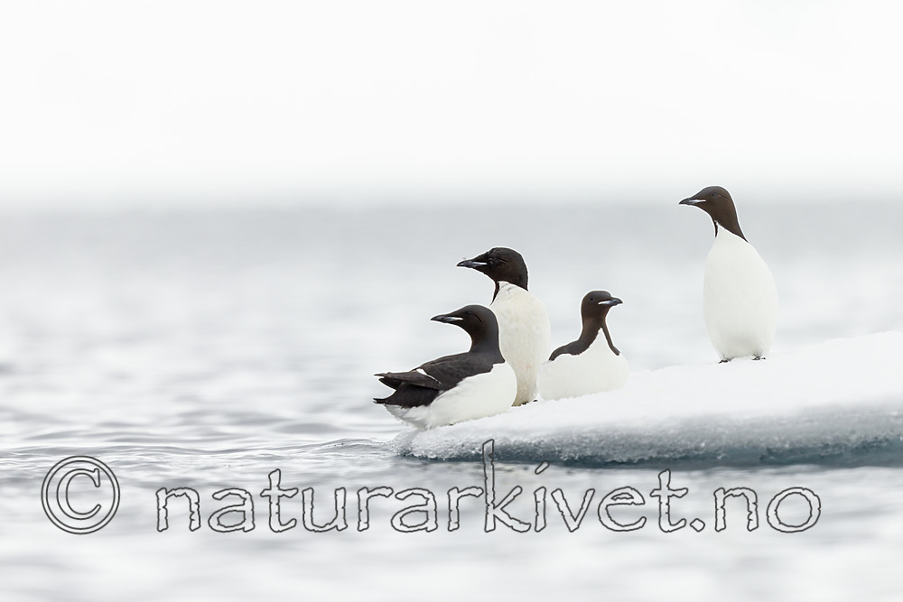 KA_140612_3793 / Uria lomvia / Polarlomvi