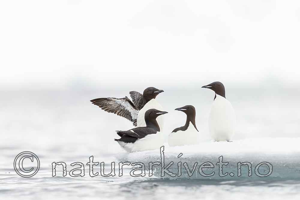 KA_140612_3795 / Uria lomvia / Polarlomvi