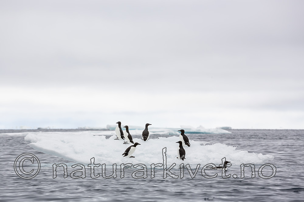 KA_140612_3799 / Uria lomvia / Polarlomvi