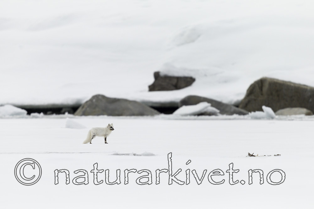 KA_140612_3809 / Vulpes lagopus / Fjellrev