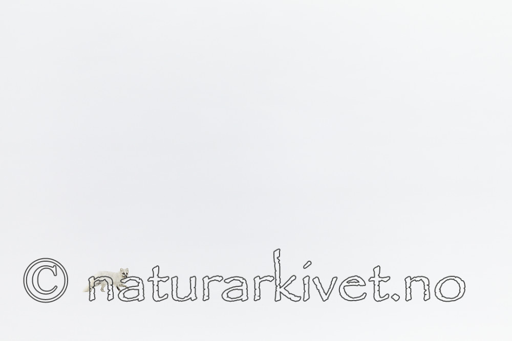 KA_140612_3816 / Vulpes lagopus / Fjellrev