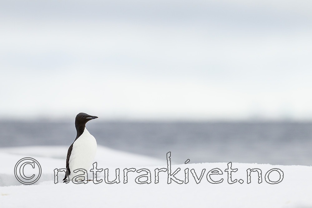 KA_140612_3832 / Uria lomvia / Polarlomvi