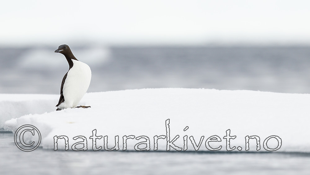 KA_140612_3833 / Uria lomvia / Polarlomvi