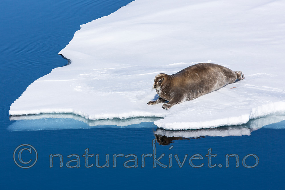 KA_140612_3863 / Erignathus barbatus / Storkobbe