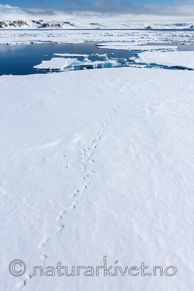 KA_140612_3904 / Ursus maritimus / Isbjørn