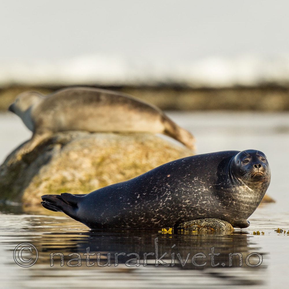 KA_140612_3939 / Phoca vitulina / Steinkobbe