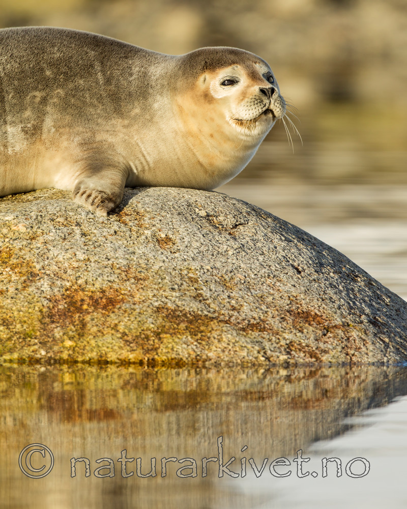 KA_140612_3982 / Phoca vitulina / Steinkobbe